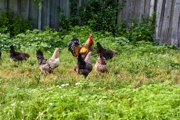a flock of hens led by a rooster for a walk © Igor