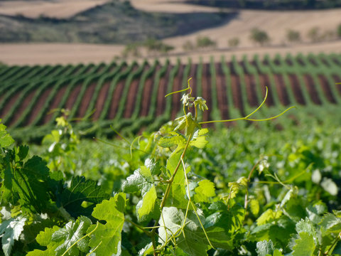 Vi&ntilde;edos antes de la vendimia en la zona de La Rioja, Espa&ntilde;a. Trabajos antes de la vendimia. Vid
