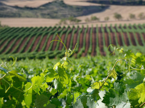 Vi&ntilde;edos antes de la vendimia en la zona de La Rioja, Espa&ntilde;a. Trabajos antes de la vendimia. Vid