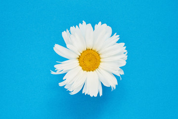 Fototapeta na wymiar White daisy flower on blue background. Copy space, top view