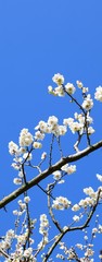 白い梅の花と青空、白梅、日本の風景