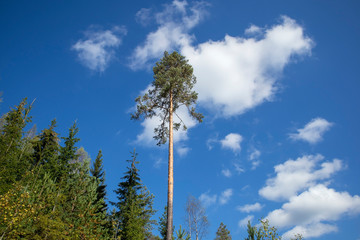 Pinus sylvestris pine tree against blue sky, Finland