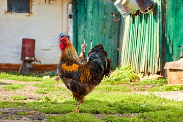 proud and brave cock on a walk on a summer day