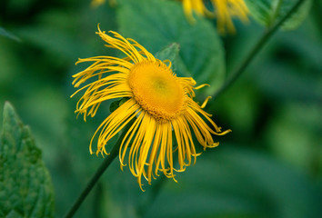 Yellow flower