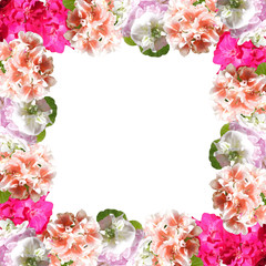 Beautiful floral background of pelargonium. Isolated