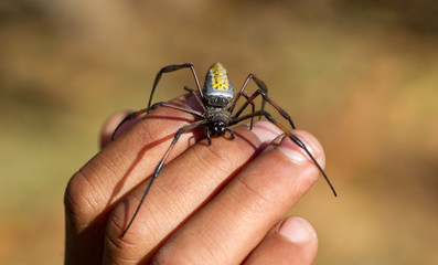 Golden silk orb-weaver on hand
