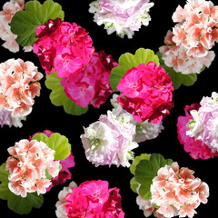 Beautiful floral background of pelargonium. Isolated