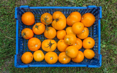 Crate with yellow ripe tomatoes is on the grass.