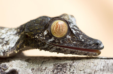 Uroplatus gecko in Madagascar