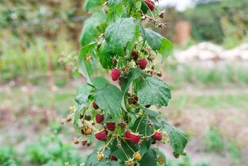 Red berries in home garden.
