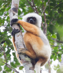 Golden Sifaka, dancing lemur of Madagascar