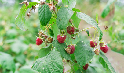 Red raspberry bushe with berries