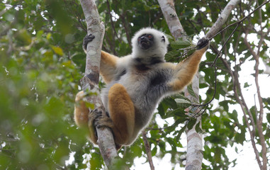 Golden Sifaka, dancing lemur of Madagascar