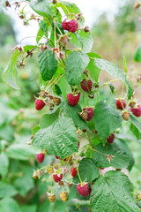 Red berries in home garden.