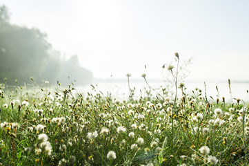 Nature background with white dandelions and shining lake water
