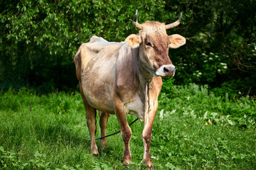 Naklejka na ściany i meble beige horned cow on a green meadow eats grass