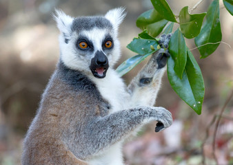 Obraz premium Famous Madagascar Maki lemur, Ring tailed lemur, eating