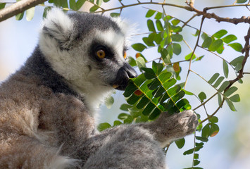 Famous Madagascar Maki lemur, Ring tailed lemur, eating