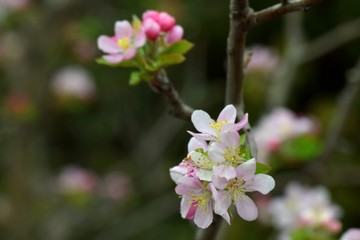 Naklejka na ściany i meble blooming apple tree