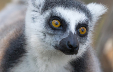Obraz premium Famous Madagascar Maki lemur, Ring tailed lemur.