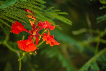 royal poinciana tree red flowers bloom