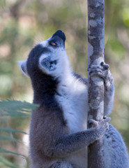Famous Madagascar Maki lemur, Ring tailed lemur.