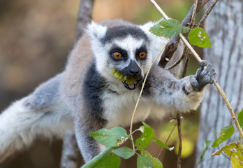 Famous Madagascar Maki lemur, Ring tailed lemur, eating