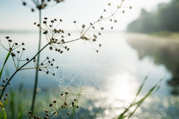 Closeup of web on green grass in foggy autumn morning on lake.