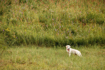 golden retriever puppy walks in the field