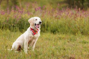 golden retriever in the field close-up