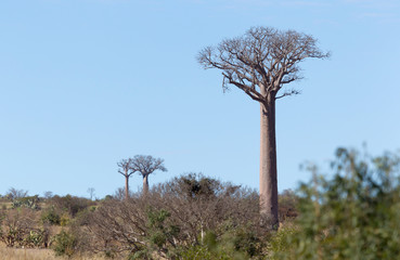 Baobab trees on sunny day in Madagascar