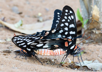 Butterfly-Papilio (Pharmacophagus Antenor) mating