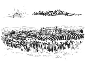 Fototapeta premium Hand drawn black and white vector illustration set of grain, ear of wheat, grass. sketch.