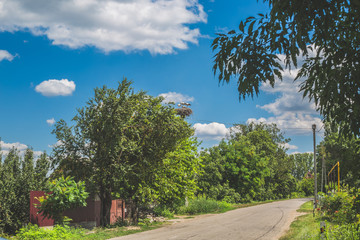 Fototapeta premium road in forest