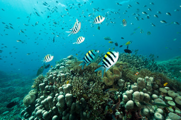 Naklejka na ściany i meble Reef scenic with Indo-pacific sergeantfishes, Abudefduf vaigiensis, Raja Ampat Indonesia.