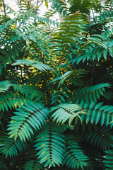 green fern background