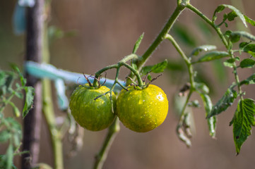 Green tomatoes growing on a bush
