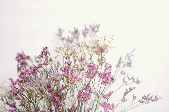 Bunte Blumen weißer Hintergrund