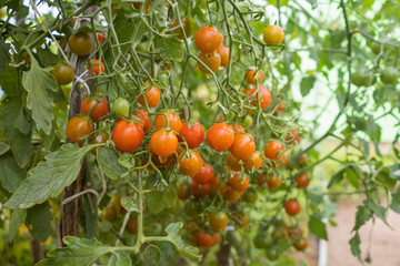 cherry tomatoes