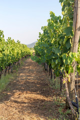 Fototapeta na wymiar The growing grapes in summer sunny day (Thessaly, Greece)