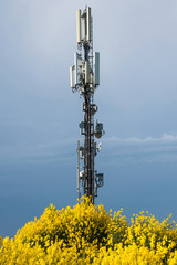 ginestre e ripetitore