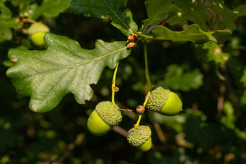 Early autumn sees acorns appear on oak trees and soon they will fall to the woodland floor to provide food for squirrels and other animals and some will germinate into new plants © Richard