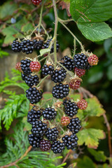 The arrival of autumn sees blackberries ripening in the hedgerows providing free healthy fruit for people and animals