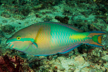 Yellowfin parrotfish, Scarus flavipectoralis, Raja Ampat Indonesia