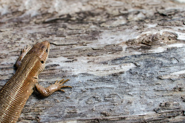 Small lizard on the rough wooden surface