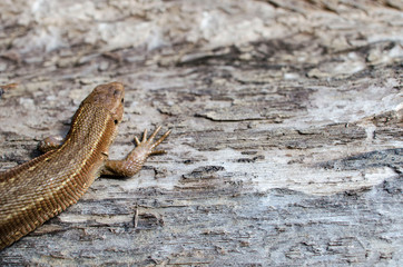 Small lizard on the rough wooden surface