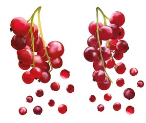 3D realistic berry isolated on white background. Red currant berry close up. Collection of single flying red summer berries. Vector illustration.