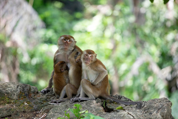 Macaque monkeys in the forest.