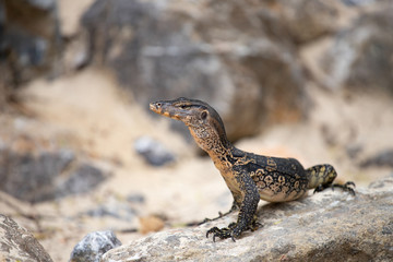 Asian water monitor, Thailand.