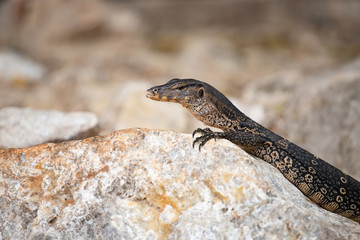 Asian water monitor, Thailand.